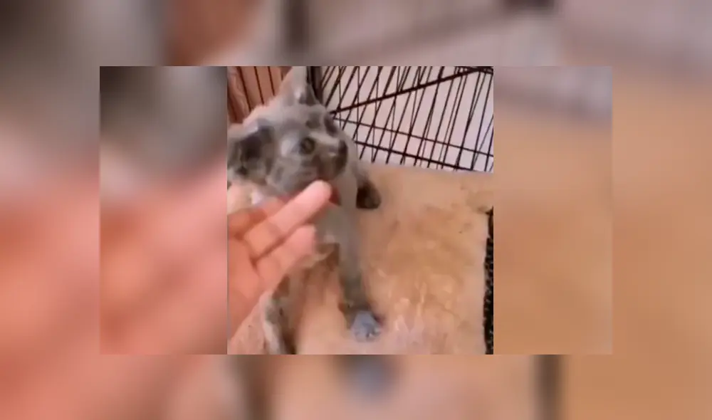 Desliza la imagen compartida en Facebook para ver todas las fotos. Desliza la imagen compartida en Facebook para ver todas las fotos.