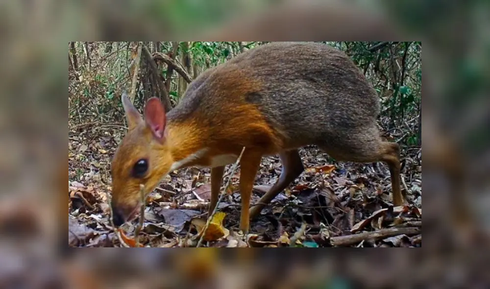 Los científicos no habían tenido información del ciervo ratón desde hace 25 años. Foto: AFP/Nature.