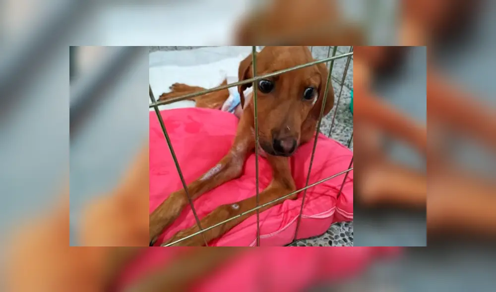 Facebook viral: encuentra perro moribundo en la calle, lo adopta y luego de algunos meses luce así