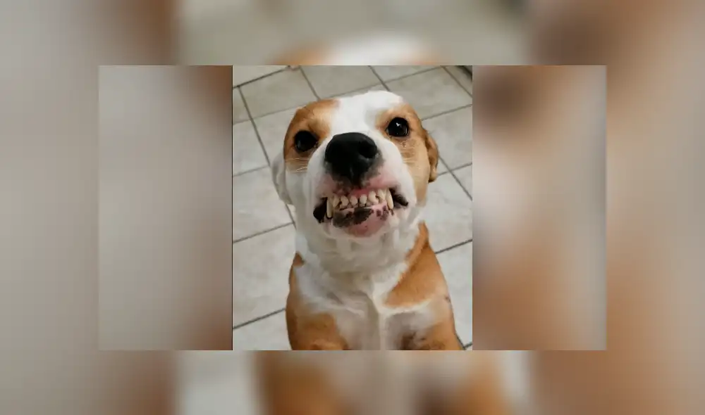 Facebook viral: intenta hacer sonreír a su perro y se lleva terrible susto Facebook viral: intenta hacer sonreír a su perro y se lleva terrible susto