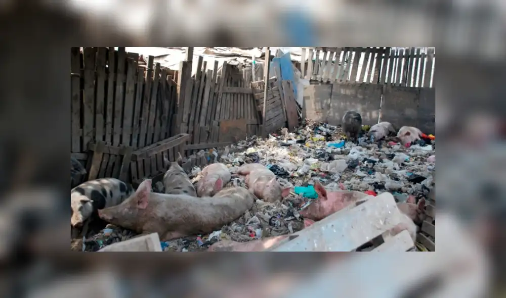 Criaderos informales de cerdos son un peligro para la salud pública. Foto: El reportero vecinal