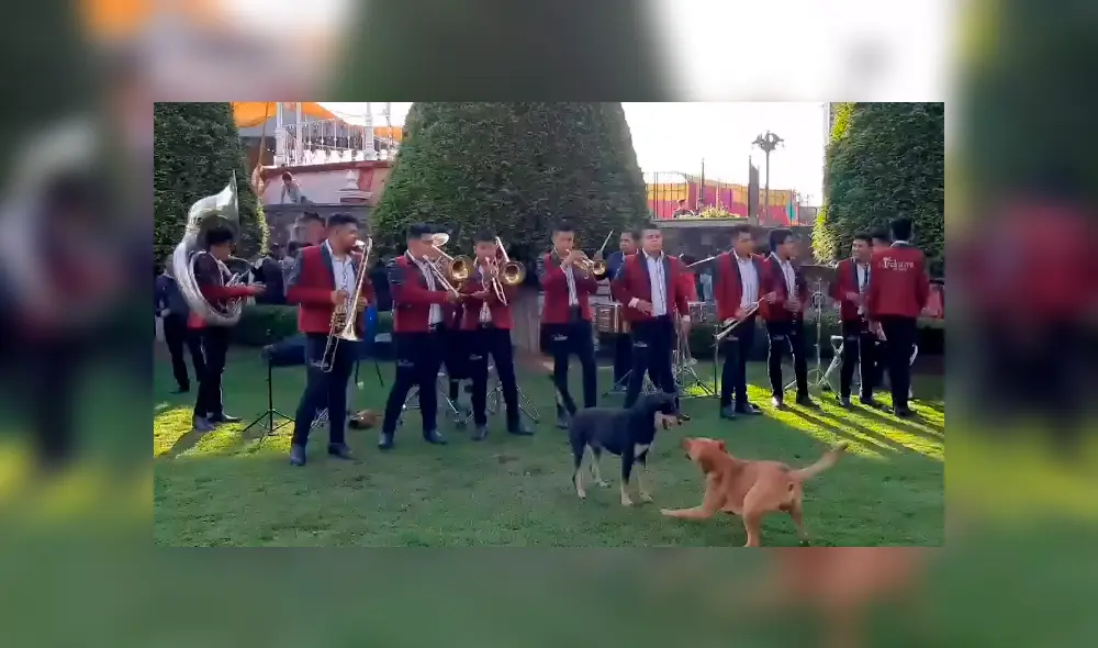 Video es viral en Facebook. Los miembros de esta banda fueron testigos de una pelea de dos perros callejeros y no dudaron en animarla tocando una conocida canción. Foto: Captura. Video es viral en Facebook. Los miembros de esta banda fueron testigos de una pelea de dos perros callejeros y no dudaron en animarla tocando una conocida canción. Foto: Captura.