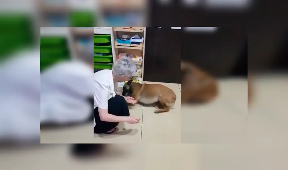 Un perro de la calle protagonizó un conmovedor video viral de Facebook, tras la tierna reacción que tuvo con una farmacéutica, quien le curó una de sus patas heridas Un perro de la calle protagonizó un conmovedor video viral de Facebook, tras la tierna reacción que tuvo con una farmacéutica, quien le curó una de sus patas heridas