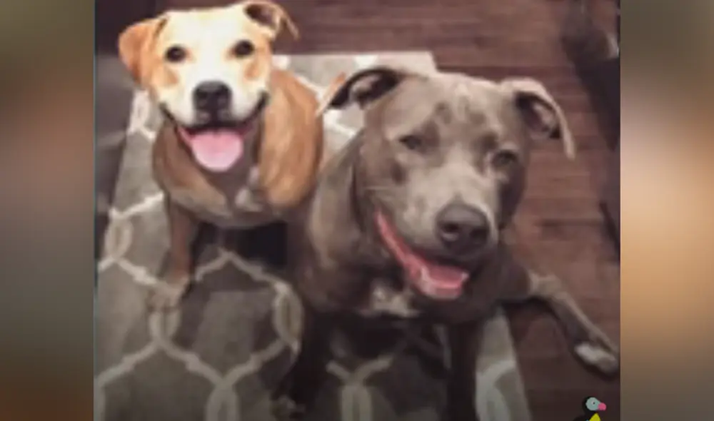 Desliza hacia la izquierda para ver las imágenes del video viral. Foto: captura de YouTube. Desliza hacia la izquierda para ver las imágenes del video viral. Foto: captura de YouTube.