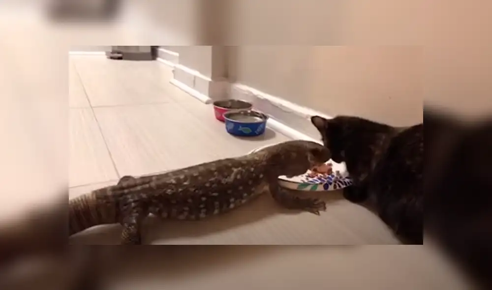 Desliza las imágenes para apreciar la singular amistad entre un felino y un reptil que sorprendió a su dueña. Desliza las imágenes para apreciar la singular amistad entre un felino y un reptil que sorprendió a su dueña.