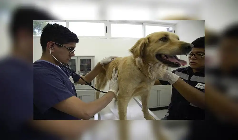 Algunos países del mundo, como México, han emitido recomendaciones para detectar contagios de coronavirus en animales. Foto: Sader (EFE) Algunos países del mundo, como México, han emitido recomendaciones para detectar contagios de coronavirus en animales. Foto: Sader (EFE)