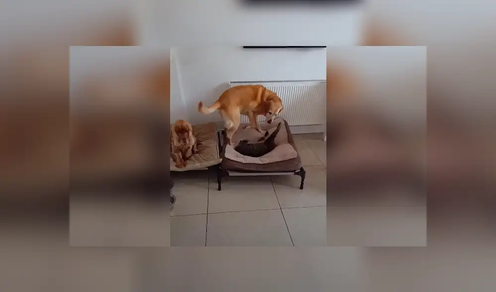 Desliza las imágenes para conocer la actitud de un enorme perro para recuperar su cama que fue robada por un gato. Desliza las imágenes para conocer la actitud de un enorme perro para recuperar su cama que fue robada por un gato.