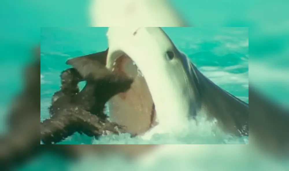 YouTube viral: Ave protagonizó lucha a muerte con feroz tiburón que intentó devorarlo [VIDEO] 