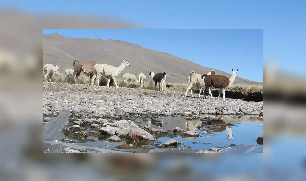 Arequipa: 600 cabezas de ganado mueren por las bajas temperaturas en Caylloma