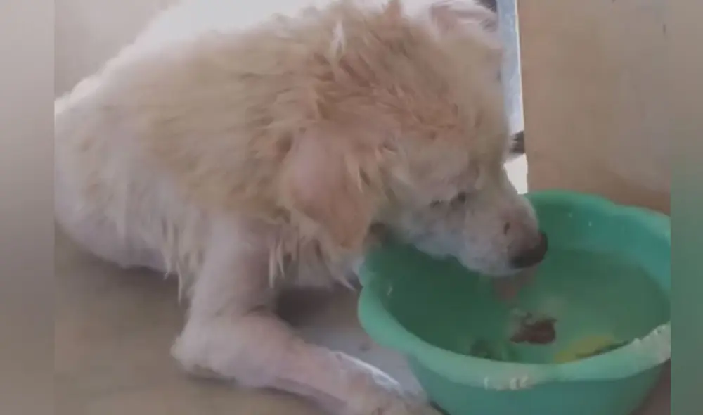 Desliza las imágenes para ver más sobre esta conmovedora historia. Foto: captura de Facebook