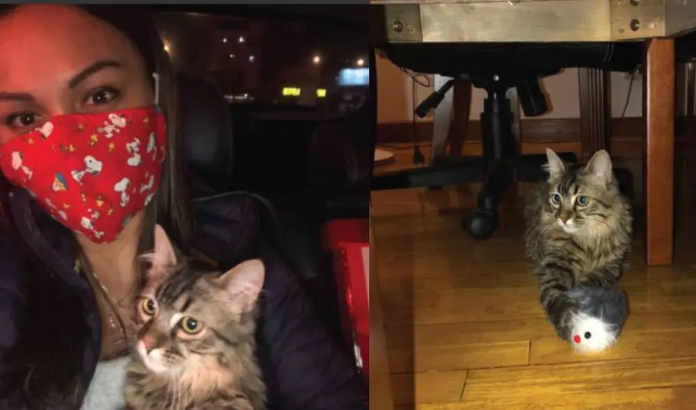 El gato cusqueño ya se encuentra en Lima. Foto: Instagram/Catfetín Café Café El gato cusqueño ya se encuentra en Lima. Foto: Instagram/Catfetín Café Café