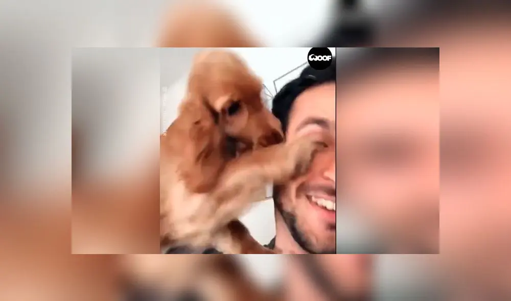 Desliza las imágenes para ver la peculiar reacción que tuvo un perro al descubrir que lo estaban filmando. Foto: Woof Woof Desliza las imágenes para ver la peculiar reacción que tuvo un perro al descubrir que lo estaban filmando. Foto: Woof Woof