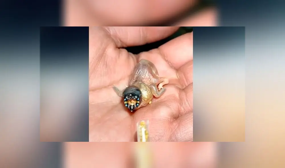 Desliza las imágenes para ver la increíble transformación que experimenta la cría de un diamante de Ghould. Foto: Captura/TikTok Desliza las imágenes para ver la increíble transformación que experimenta la cría de un diamante de Ghould. Foto: Captura/TikTok