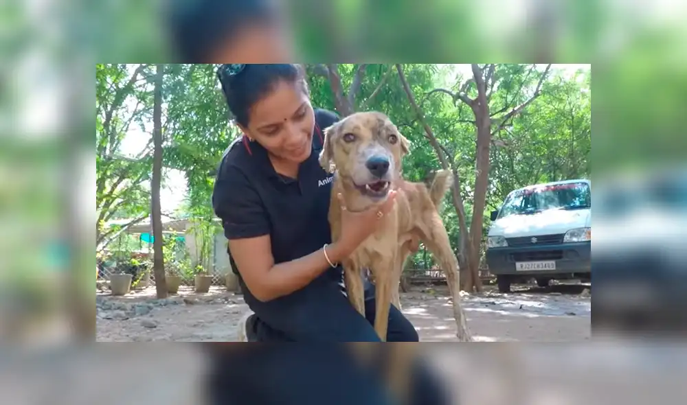 Desliza hacia la izquierda para ver las imágenes del proceso de recuperación de un perro callejero que fue hallado con larvas en el cuerpo. El video es viral en Facebook. Desliza hacia la izquierda para ver las imágenes del proceso de recuperación de un perro callejero que fue hallado con larvas en el cuerpo. El video es viral en Facebook.
