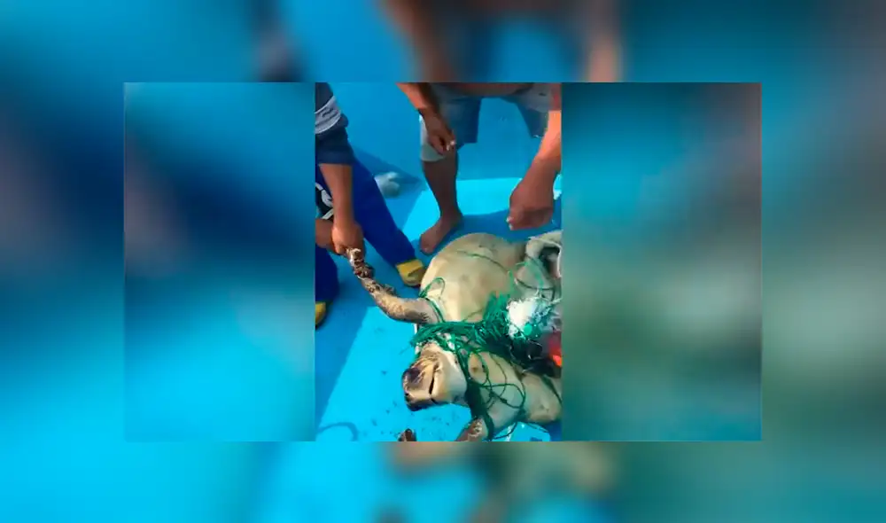 Un video viral muestra cómo un grupo de pescadores rescatan a un tortuga al borde de la muerte.
