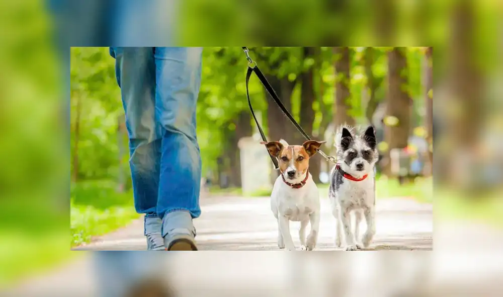 La Ley Perro o Hunderverordnung es muy cuestionada en Alemania por sus millones de ciudadanos. Foto: Sumédico.com La Ley Perro o Hunderverordnung es muy cuestionada en Alemania por sus millones de ciudadanos. Foto: Sumédico.com