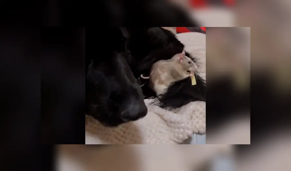 Desliza la imagen de Facebook para ver todas las fotos.