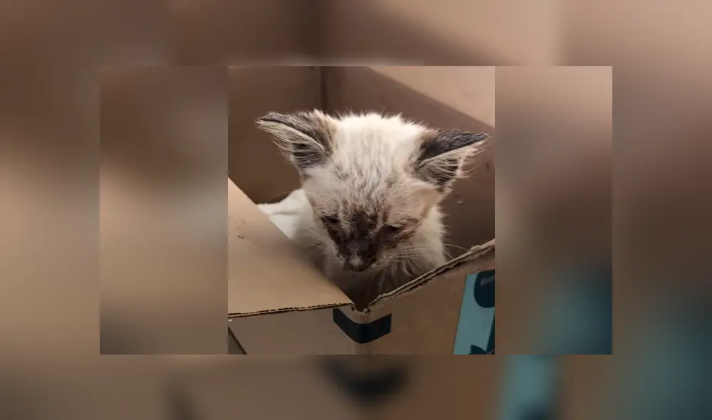 Una gatita callejera, fue recogida, curada, y cuidada y ahora se ve completamente diferente. Foto: YouTube Una gatita callejera, fue recogida, curada, y cuidada y ahora se ve completamente diferente. Foto: YouTube