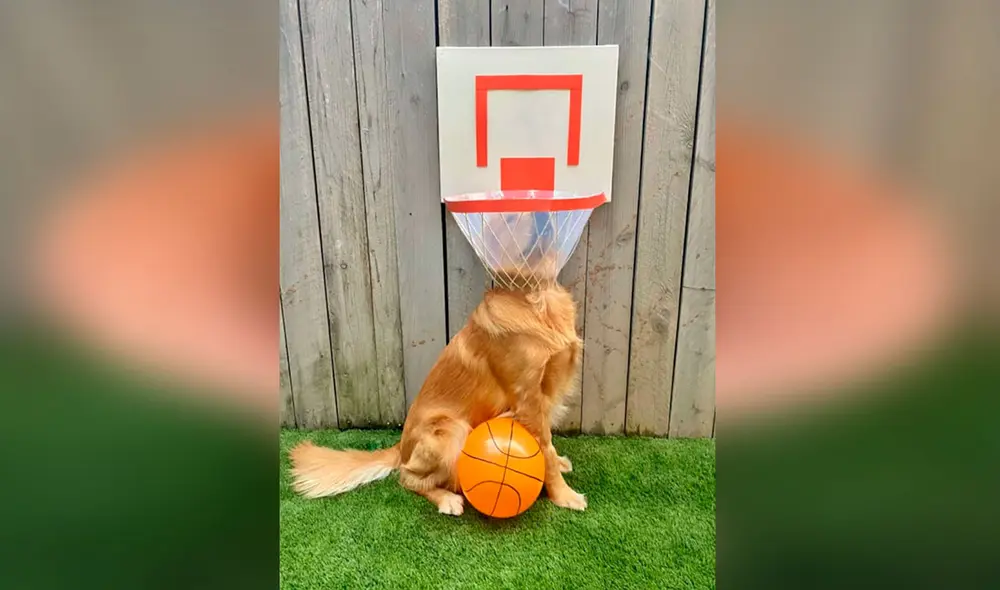 Desliza las imágenes para ver los creativos diseños que creó una joven cuando su perro llevó un cono isabelino en el cuello. Foto: Facebook