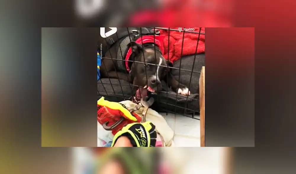 Facebook viral: bombero salva la vida de perro travieso que quedó con la mandíbula atorada a su jaula Facebook viral: bombero salva la vida de perro travieso que quedó con la mandíbula atorada a su jaula