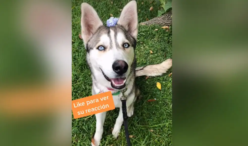 Desliza hacia la izquierda para ver más detalles sobre esta conmovedora escena viral. Foto: captura de TikTok Desliza hacia la izquierda para ver más detalles sobre esta conmovedora escena viral. Foto: captura de TikTok
