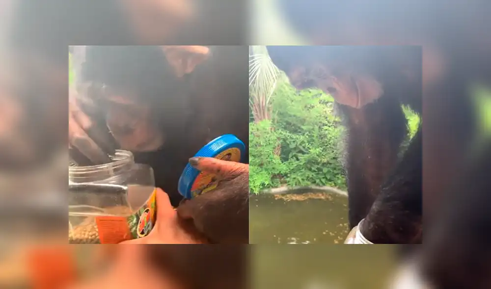 YouTube viral: Mono recibe envase lleno de comida y lo que hace cautiva a miles [VIDEO]