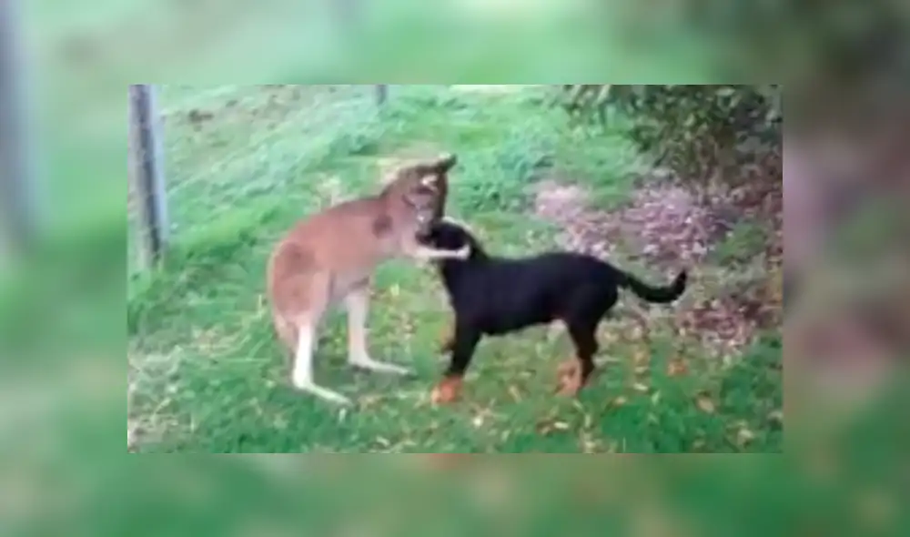 YouTube viral: perro recibe caricias de un canguro cuando estaba paseando por el campo [VIDEO]