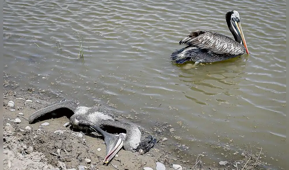 PELICANOS MUERTOS CADAVERES GRIPE AVIAR H5N1
PELICANOS MUERTOS CADAVERES GRIPE AVIAR H5N1
