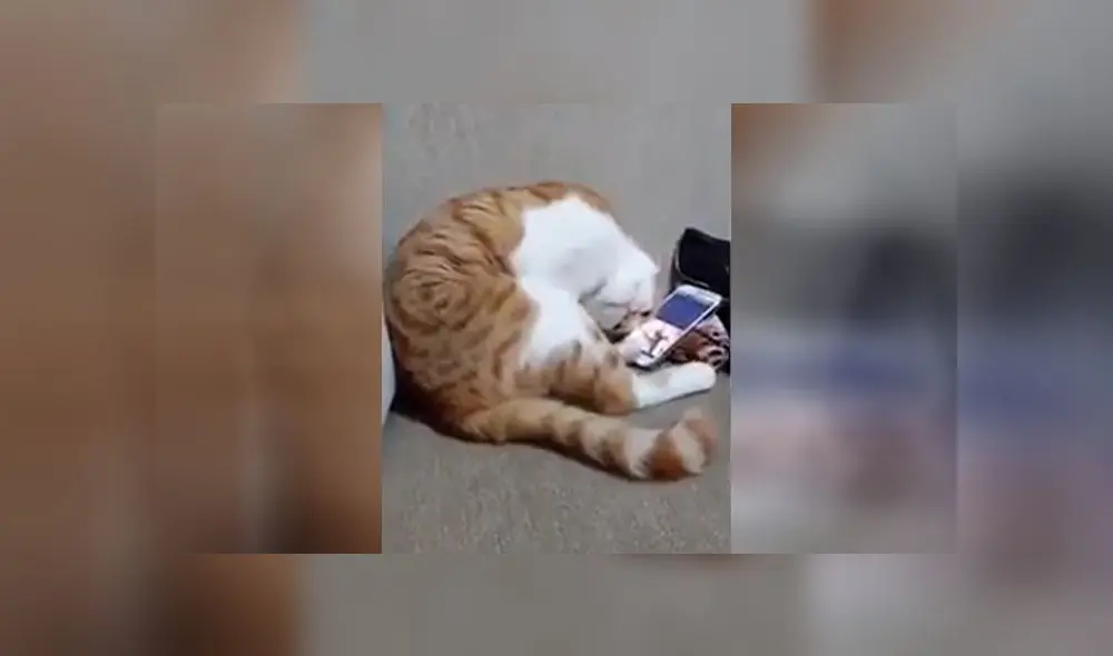 La tierna reacción de un gato al ver en un video a su dueño fallecido [VIDEO]