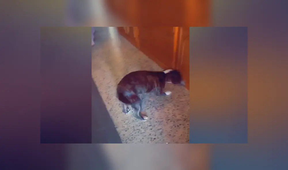 Desliza las imágenes para ver la curiosa reacción que tuvo un perro al escuchar su tema favorito de Ed Sheeran Foto: Rebeca Romero/TikTok Desliza las imágenes para ver la curiosa reacción que tuvo un perro al escuchar su tema favorito de Ed Sheeran Foto: Rebeca Romero/TikTok