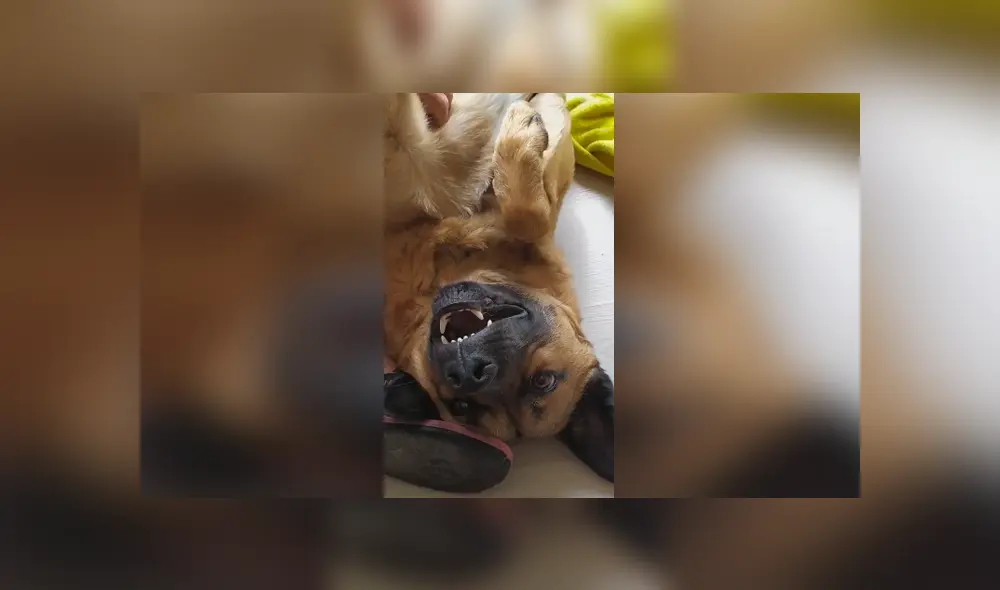 Desliza las imágenes hacia la izquierda para apreciar la divertida escena protagonizada por un padre y su perro. Desliza las imágenes hacia la izquierda para apreciar la divertida escena protagonizada por un padre y su perro.