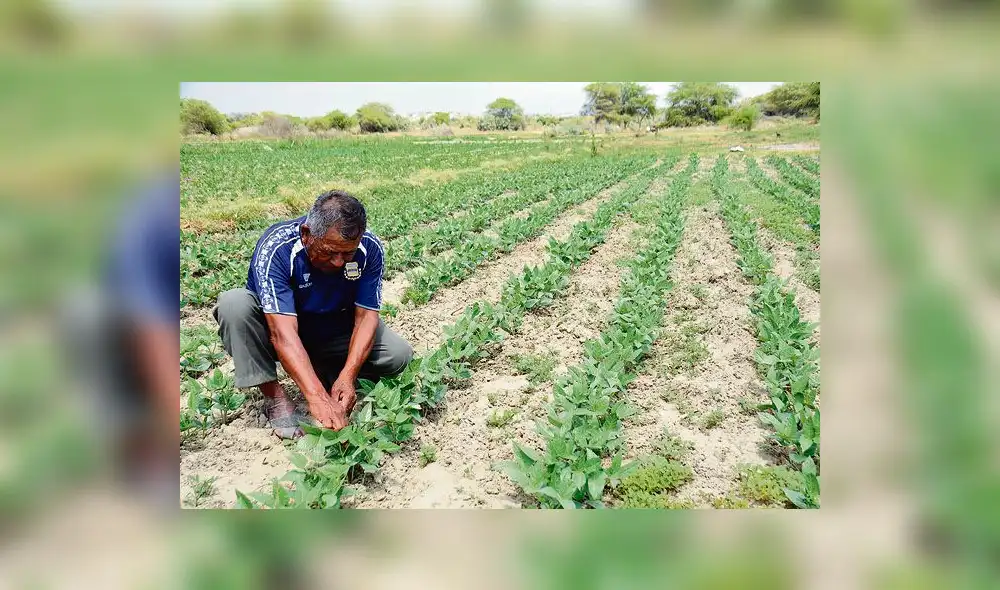 Piura: Más de mil familias damnificadas recuperarán hectáreas de cultivo