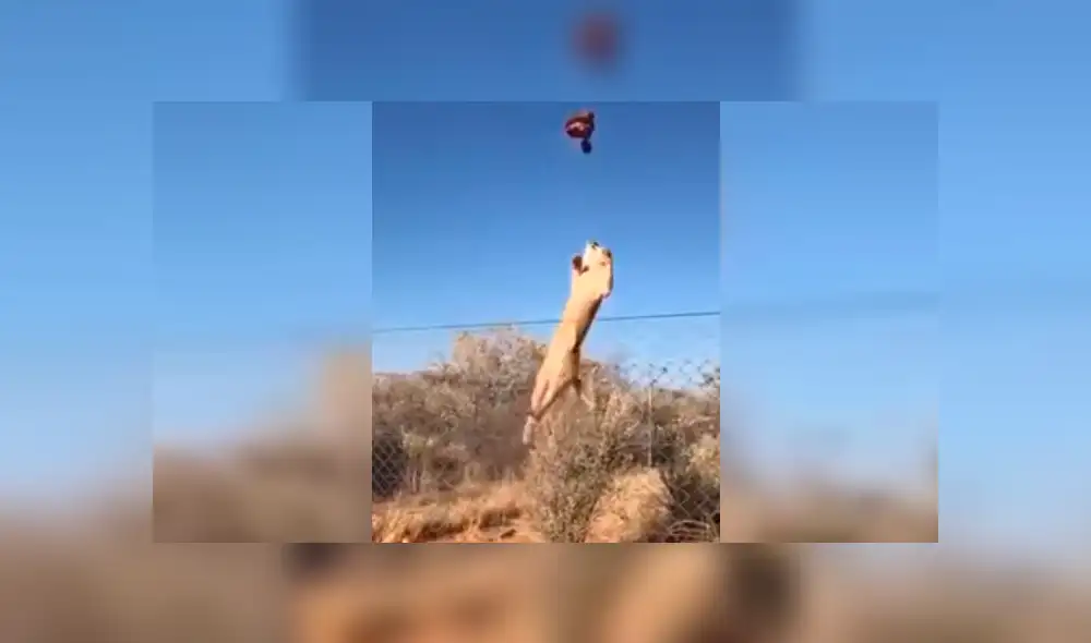 El felino se ayudó de las rejas para dar un salto de más de dos metros de alto. Foto: captura