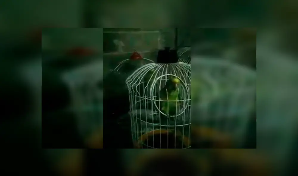 En Facebook, un pequeño pájaro interpretó junto a su dueña una famosa canción de Rocío Dúrcal.