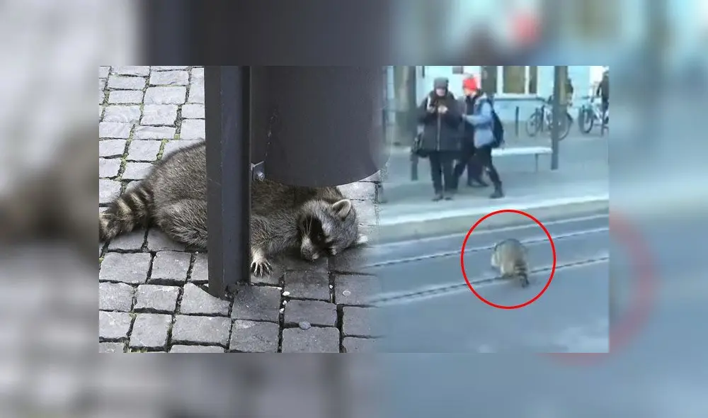 El mapache apenas podía sostenerse y se quedó dormido más de una vez. El mapache apenas podía sostenerse y se quedó dormido más de una vez.