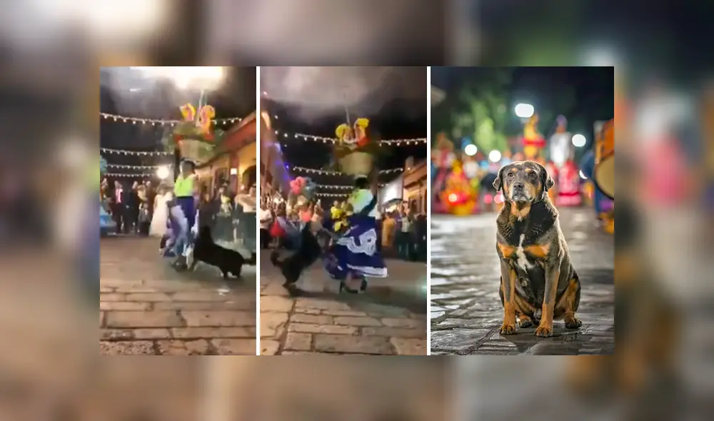 Mazapán, el perro que baila sin temor a los fuegos artificiales en México [VIDEO]