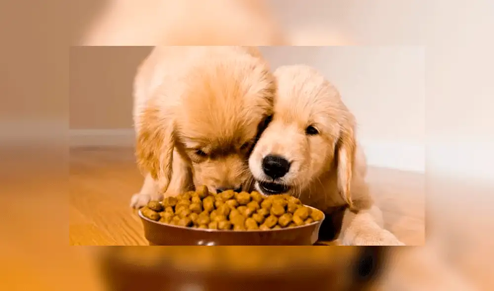 Relacionan a 16 marcas de alimentos para perros con enfermedad cardíaca. Foto: Difusión. Relacionan a 16 marcas de alimentos para perros con enfermedad cardíaca. Foto: Difusión.