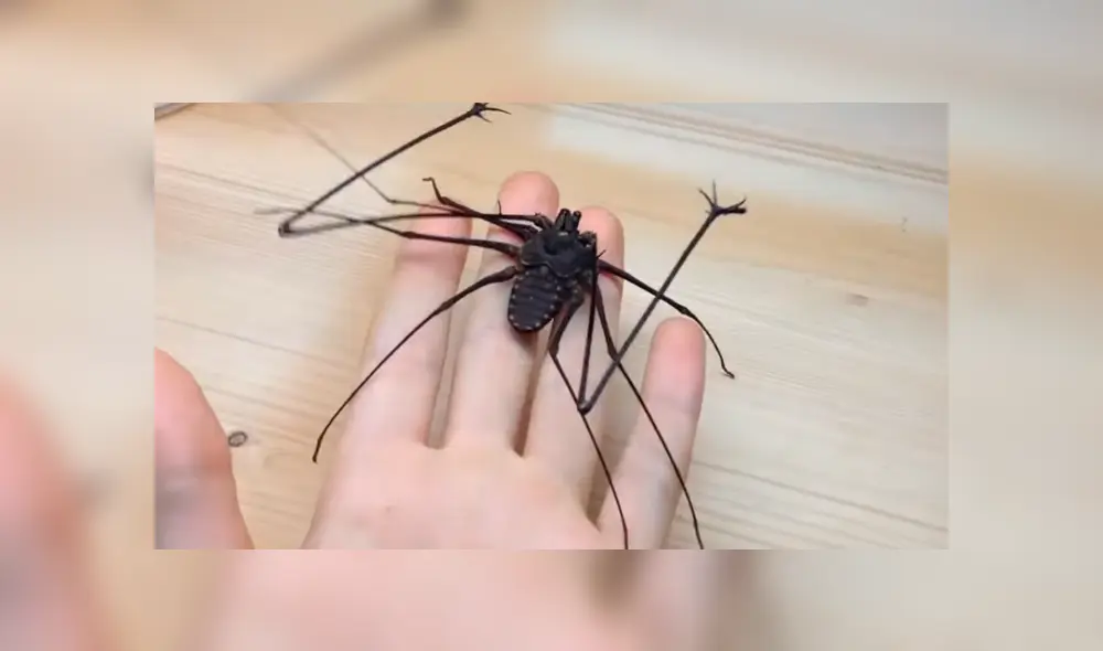 YouTube viral: joven se topa con extraña criatura arácnida, intenta tocarla y esta tiene increíble reacción YouTube viral: joven se topa con extraña criatura arácnida, intenta tocarla y esta tiene increíble reacción