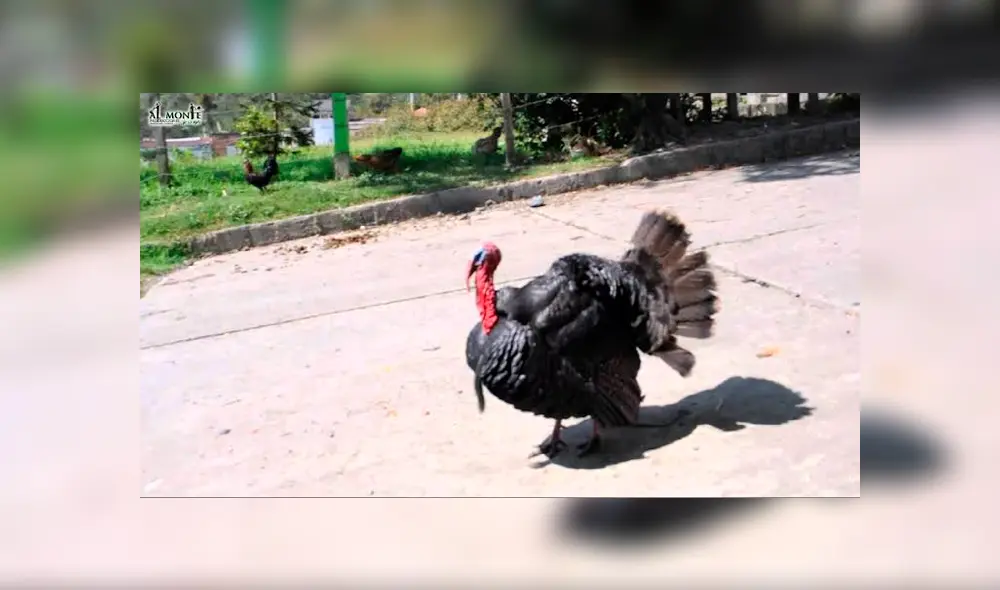 Pavo furioso por Acción de Gracias ataca a los repartidores cuando se acercan a su casa [VIDEO]