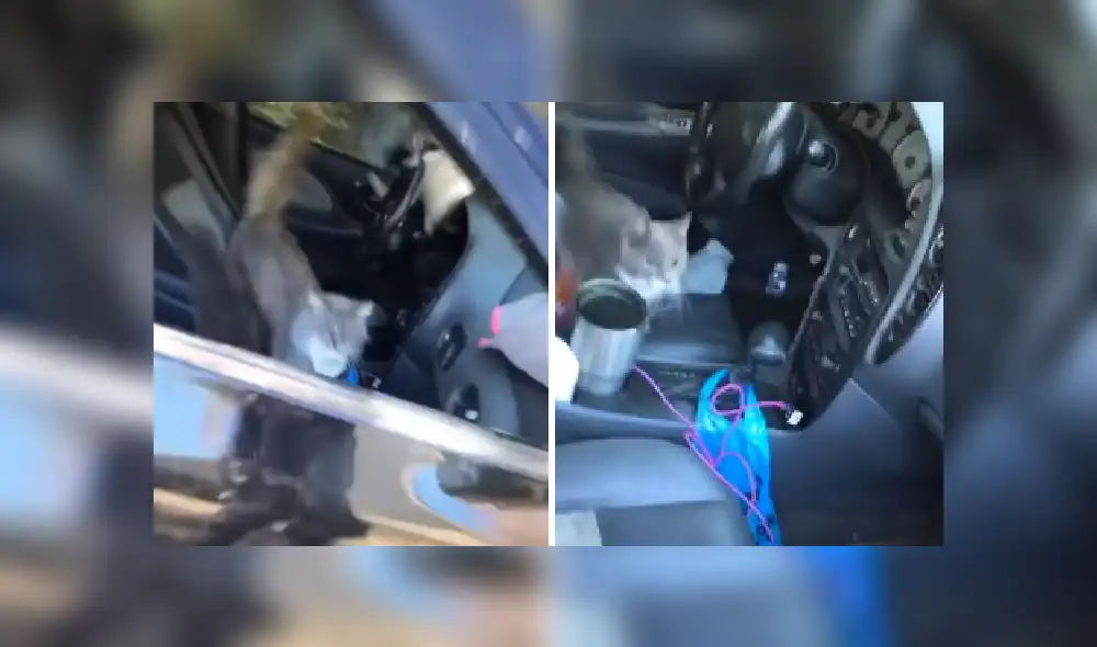 Desliza las imágenes para ver más detalles de este divertida escena que es viral en YouTube.