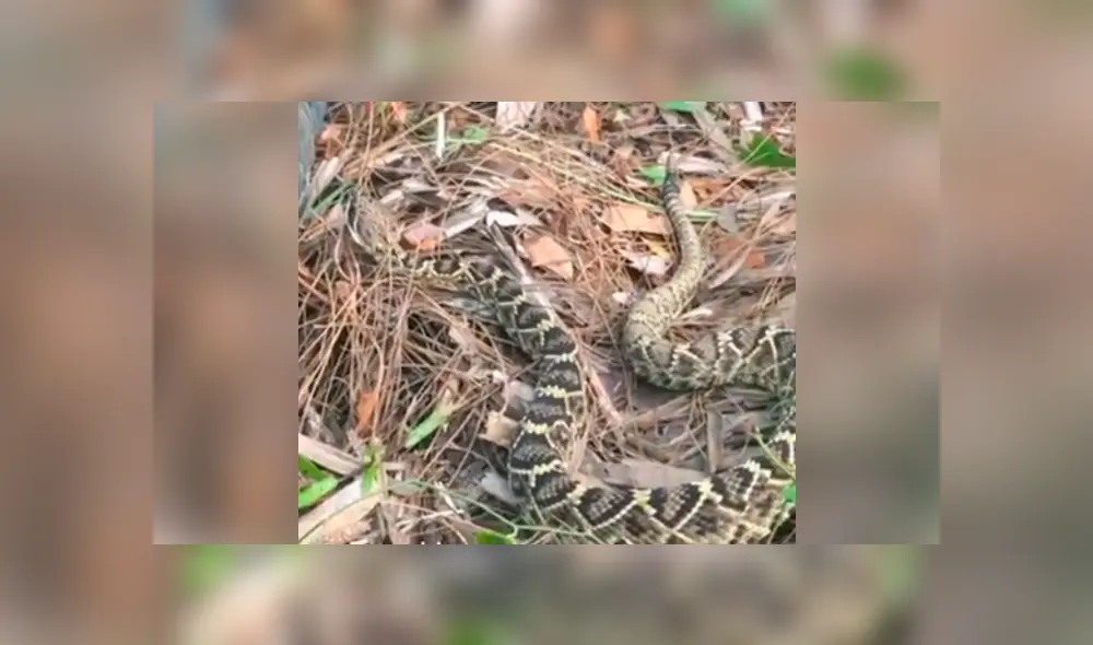El joven no imaginó que la serpiente intentaría atacarlo por invadir su hábitat. Foto: captura El joven no imaginó que la serpiente intentaría atacarlo por invadir su hábitat. Foto: captura