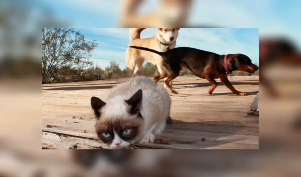 Grumpy Cat: Datos curiosos sobre el gato del meme que se viralizó en internet