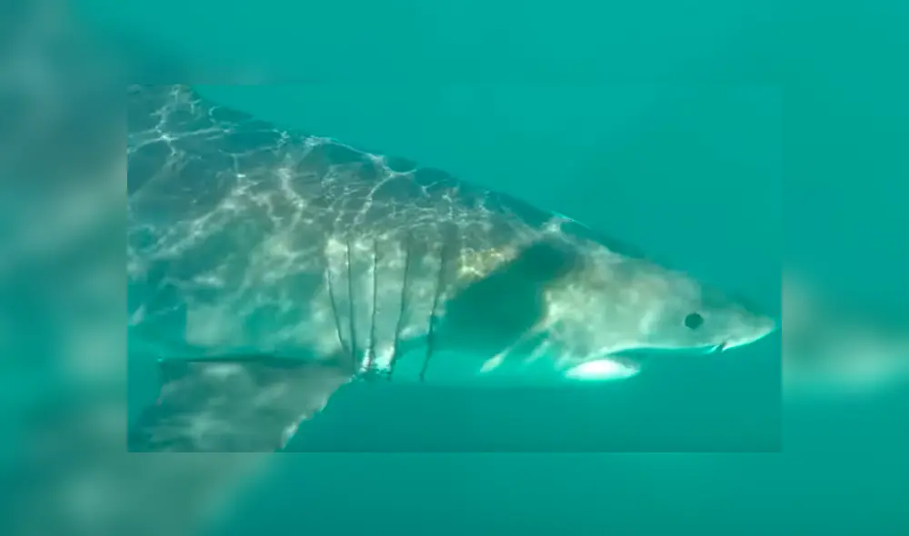 Desliza hacia la izquierda para ver el encuentro de los turistas con  enormes tiburones blancos. Video es viral en Facebook.