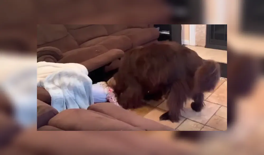Video es viral en Facebook. Mamá de la niña grabó a su hija con su mascota jugando las escandidas y la hazaña del can ha sorprendido a más de uno Video es viral en Facebook. Mamá de la niña grabó a su hija con su mascota jugando las escandidas y la hazaña del can ha sorprendido a más de uno