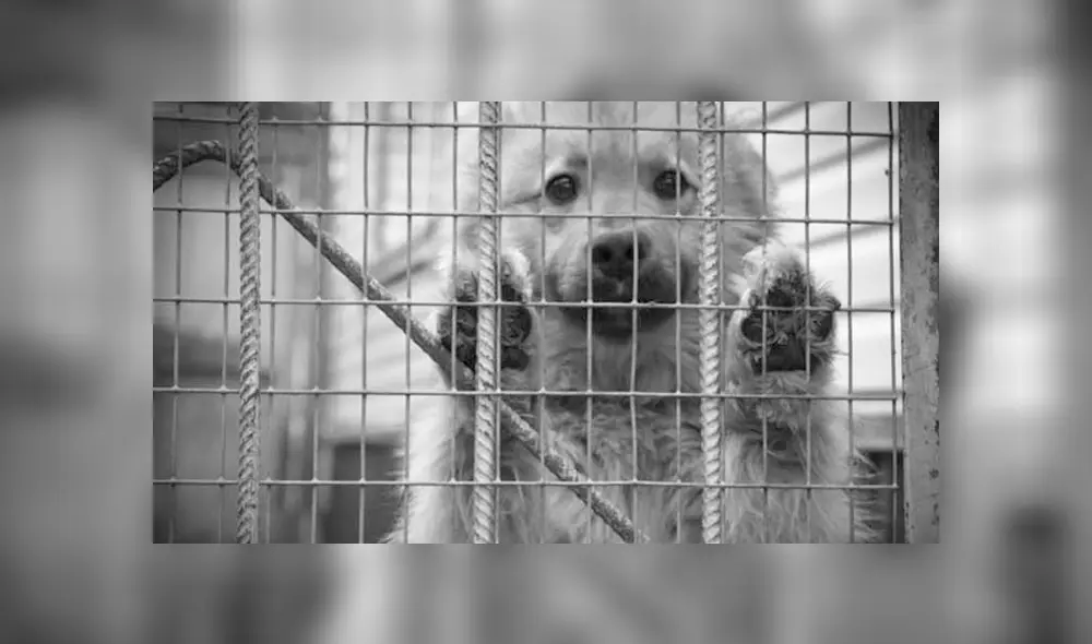 Mujer acusada de matar y secuestrar perros fue liberada por las autoridades