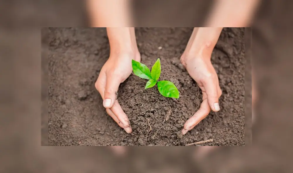 Una de las iniciativas que se puede seguir es la de plantar un árbol. (Foto: 65 y más)