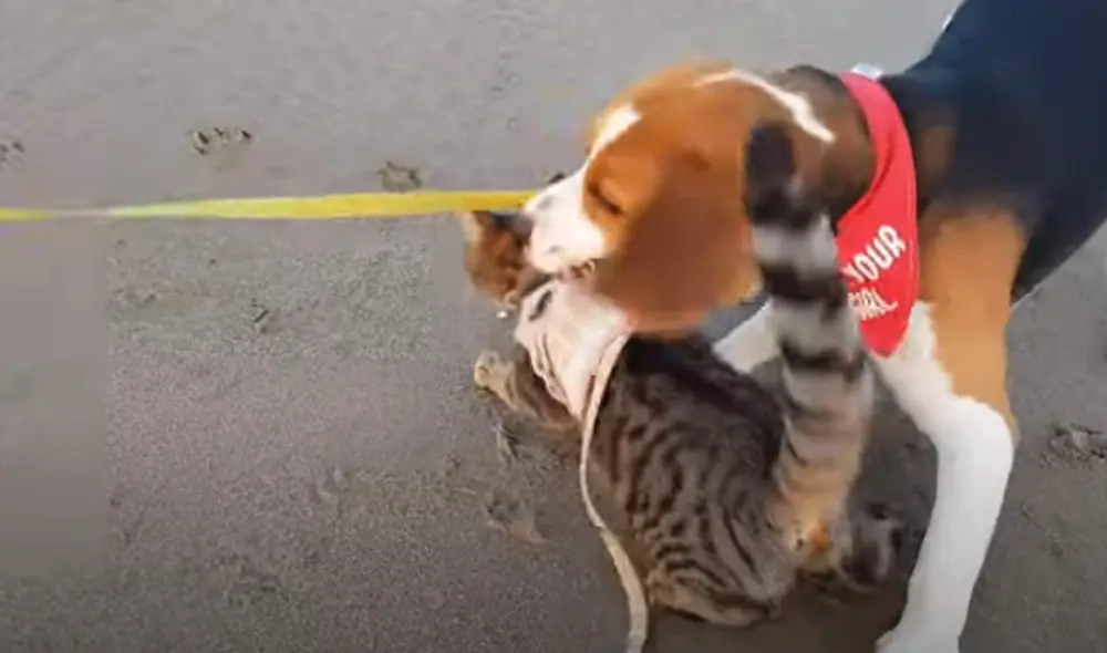 Desliza hacia la izquierda para ver las imágenes del video viral. Foto: captura de Facebook. Desliza hacia la izquierda para ver las imágenes del video viral. Foto: captura de Facebook.