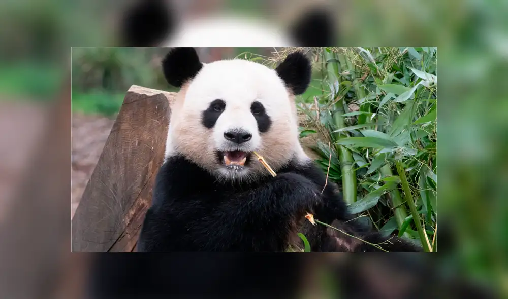 Bebé panda intenta dormir, pero tierno ataque de hipo se lo impide [VIDEO]