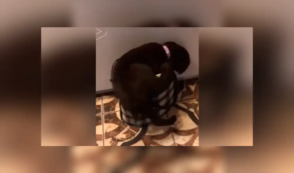 Desliza para ver los momentos más tiernos del video que se hizo viral en YouTube. Desliza para ver los momentos más tiernos del video que se hizo viral en YouTube.