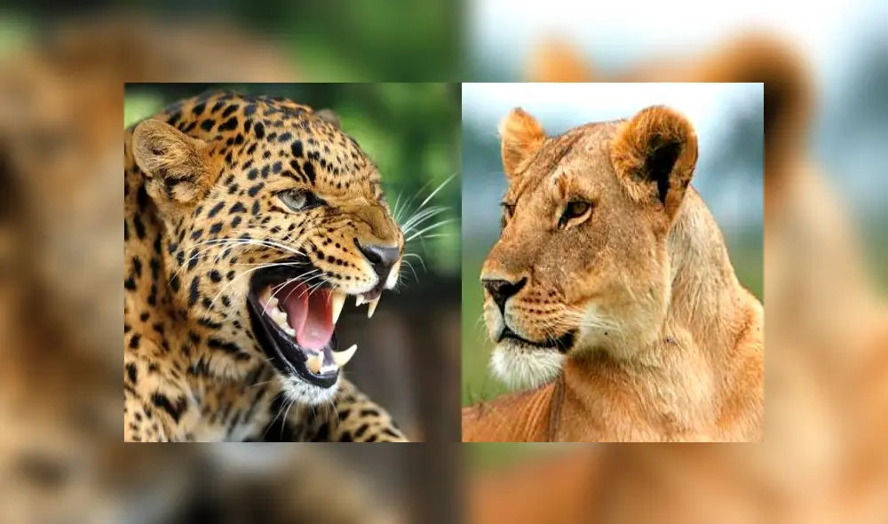 Desliza para ver al leopón, el felino que sorprendió a todos en YouTube. Fotos: Captura. Desliza para ver al leopón, el felino que sorprendió a todos en YouTube. Fotos: Captura.